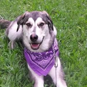 Meet your Posher, Jodie-dee